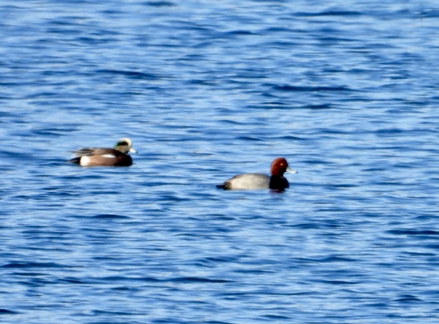 Redhead - ML626919275