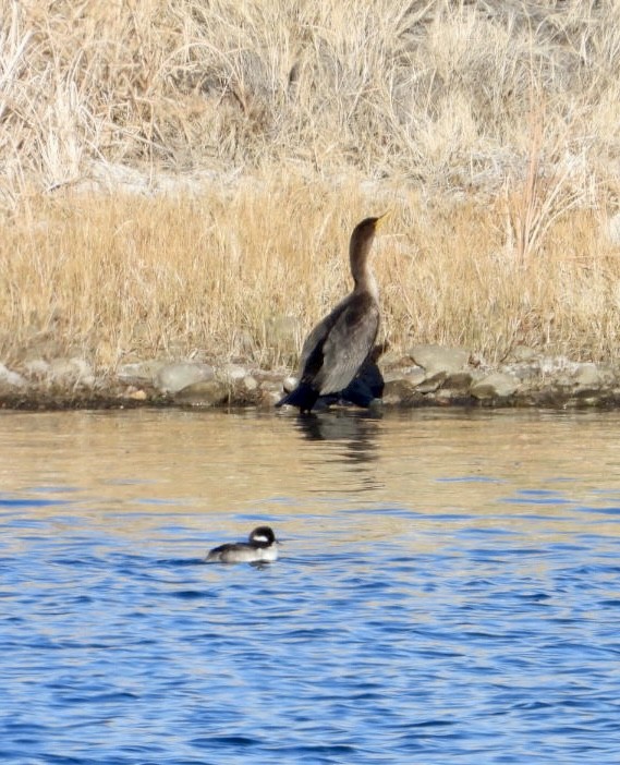 Bufflehead - ML626919280