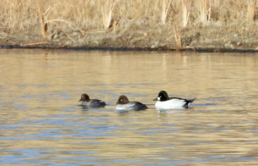Common Goldeneye - ML626919293