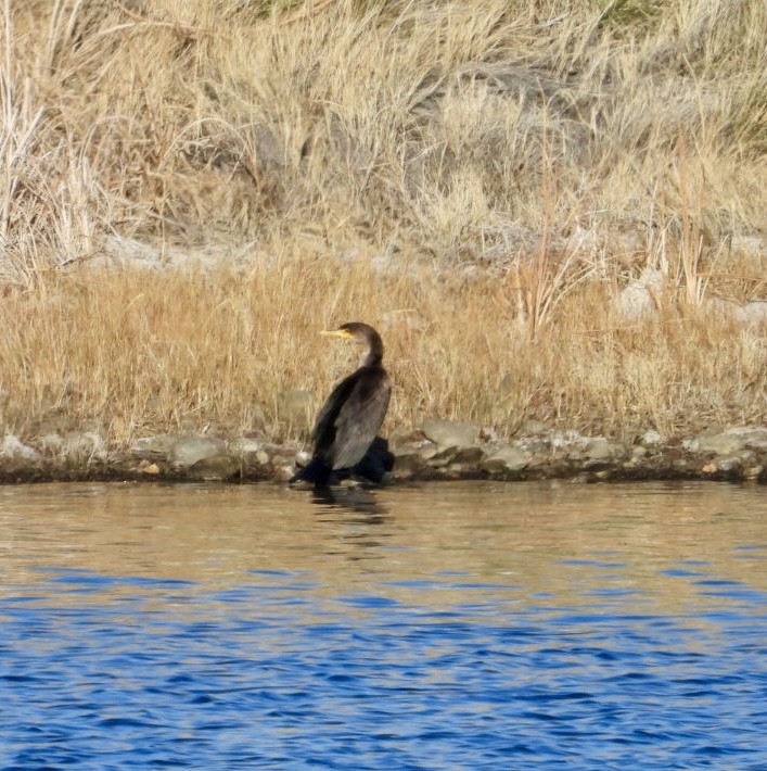 Double-crested Cormorant - ML626919313
