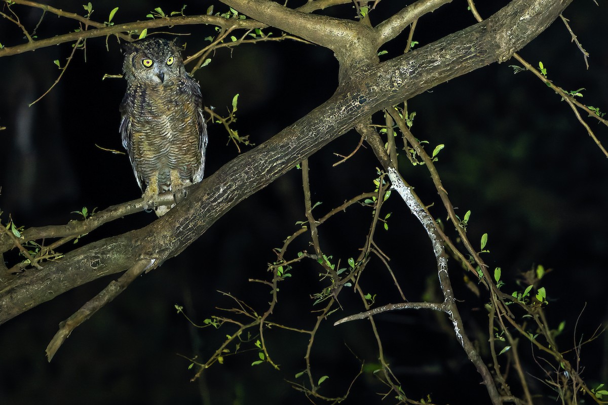 Arabian Eagle-Owl - ML626919316