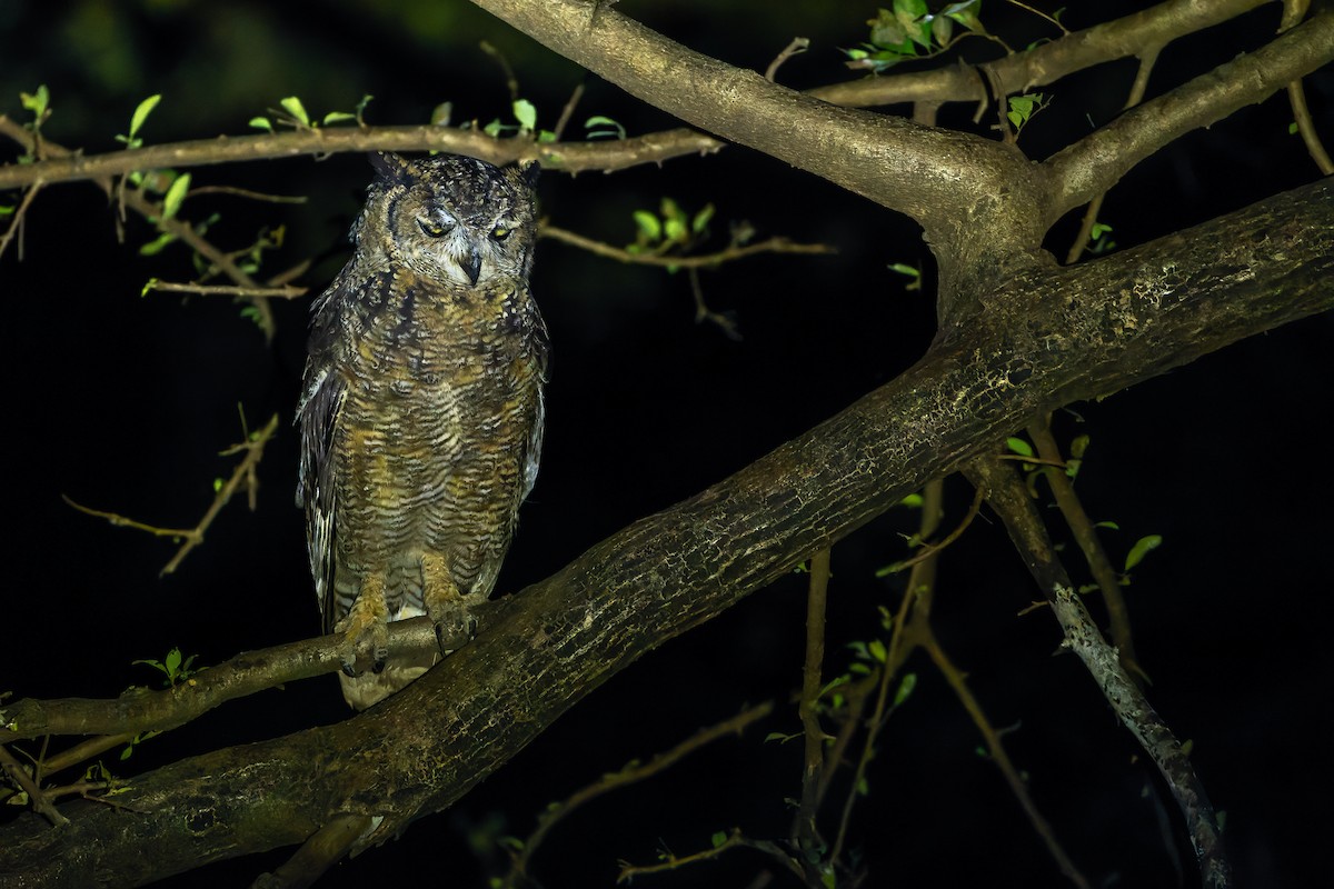 Arabian Eagle-Owl - ML626919317