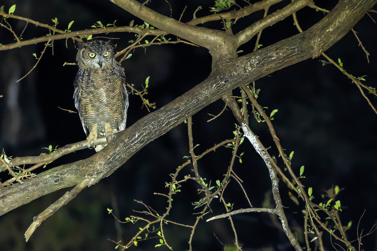 Arabian Eagle-Owl - ML626919318