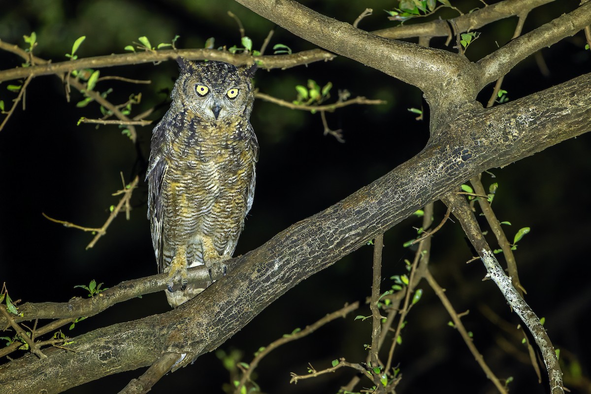 Arabian Eagle-Owl - ML626919319