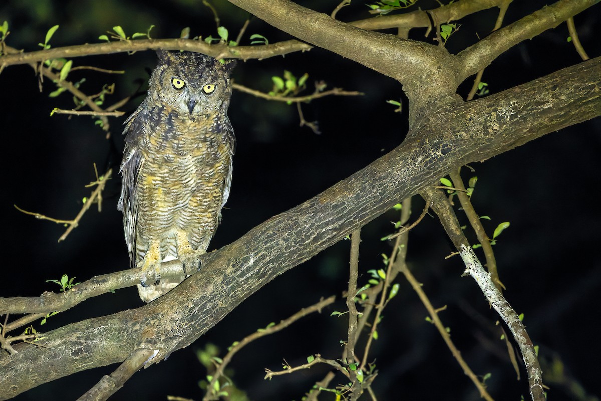 Arabian Eagle-Owl - ML626919320