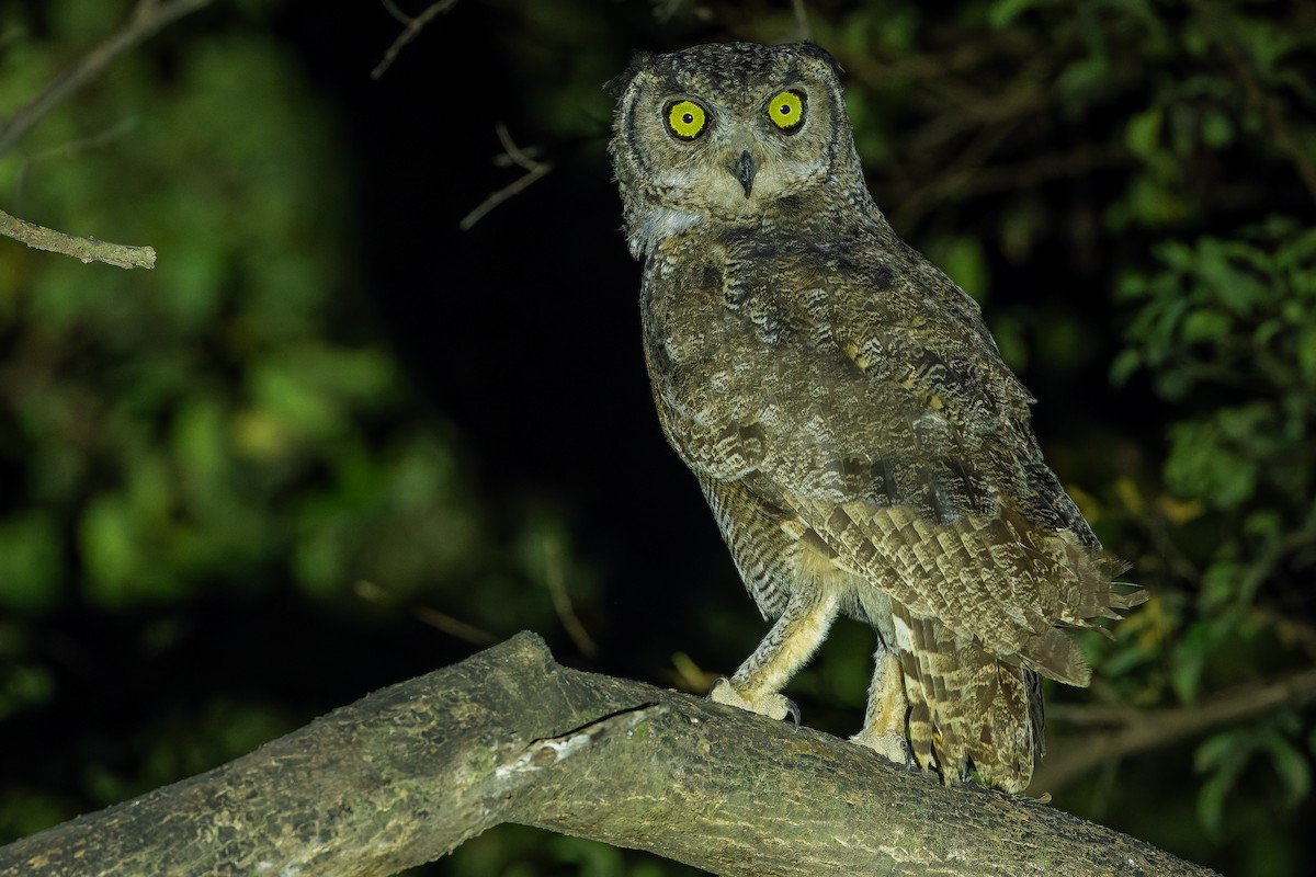 Arabian Eagle-Owl - ML626919321