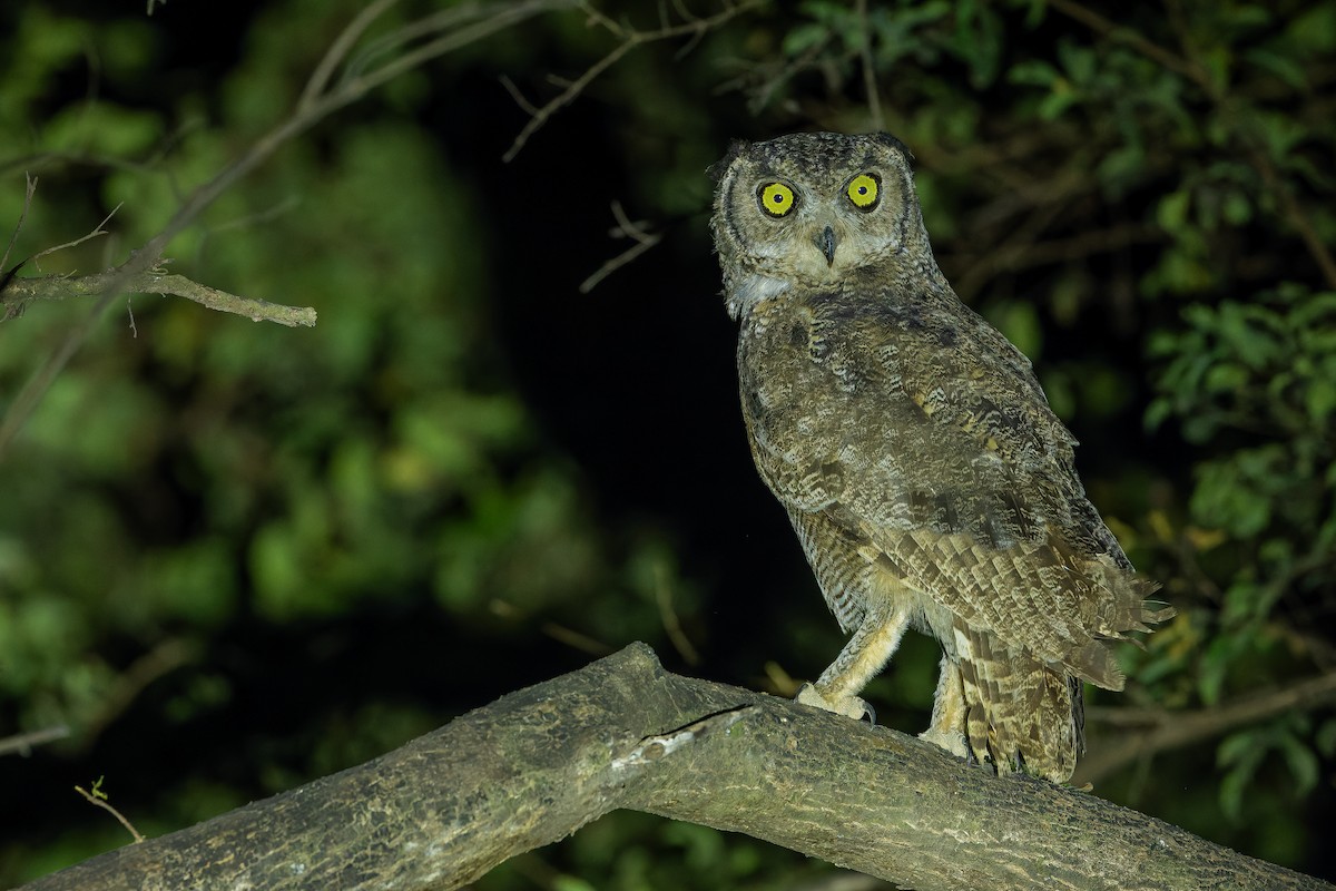 Arabian Eagle-Owl - ML626919322