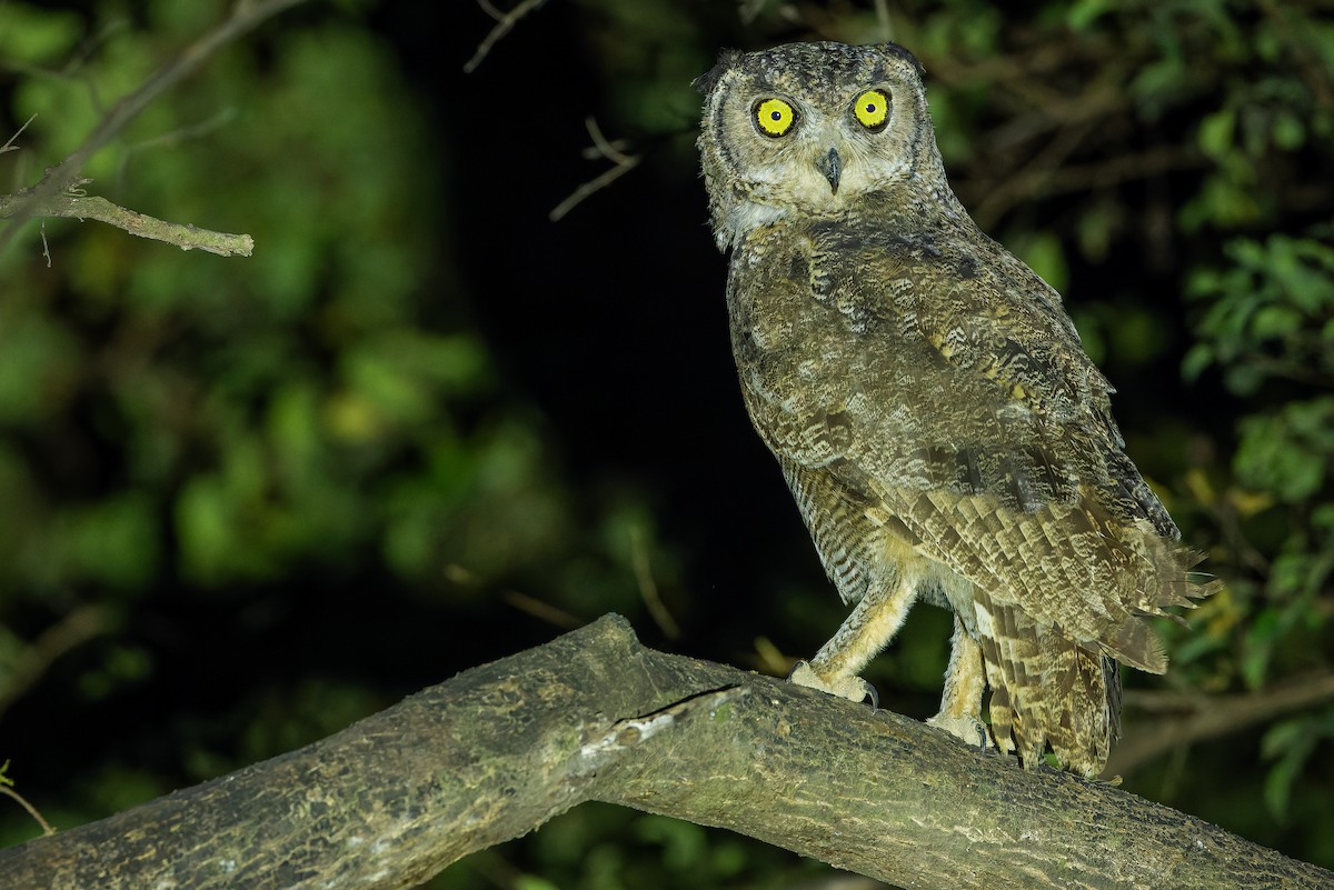 Arabian Eagle-Owl - ML626919323