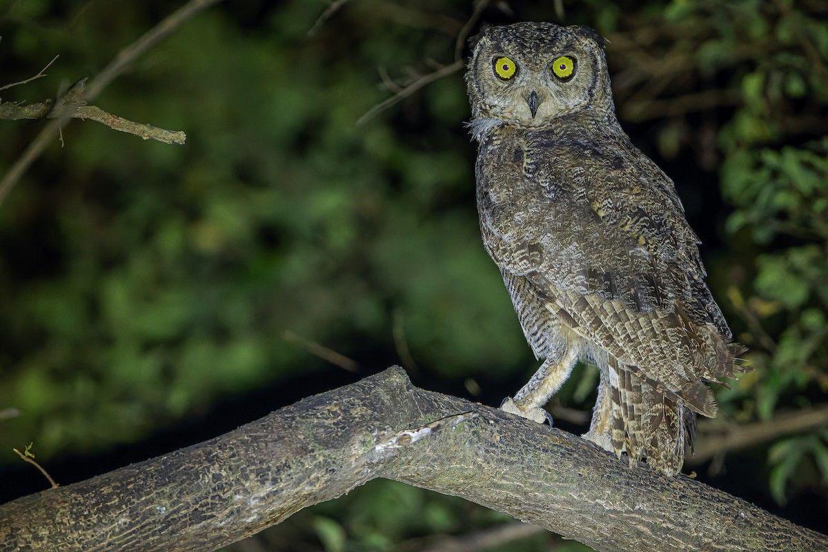 Arabian Eagle-Owl - ML626919325