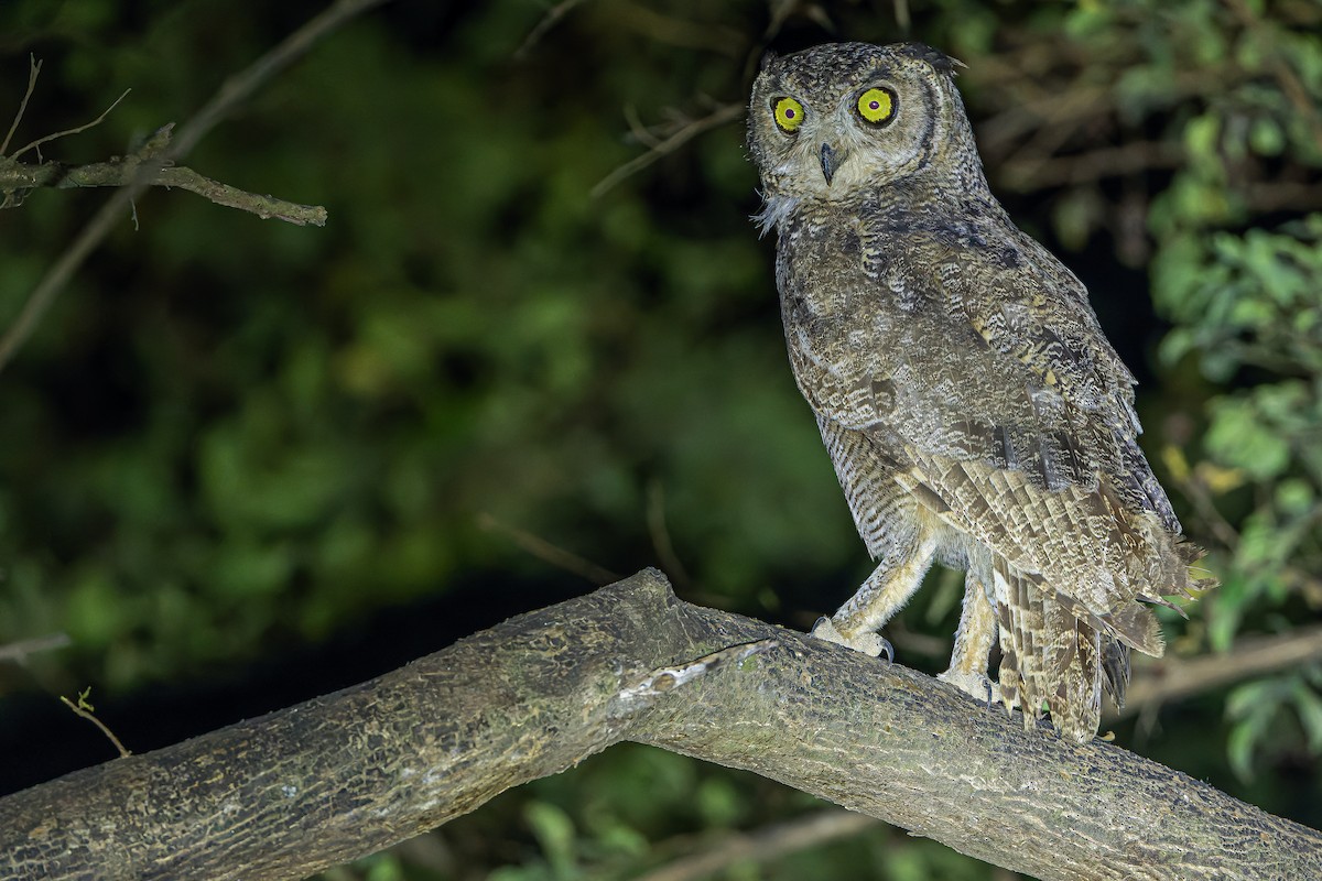 Arabian Eagle-Owl - ML626919326