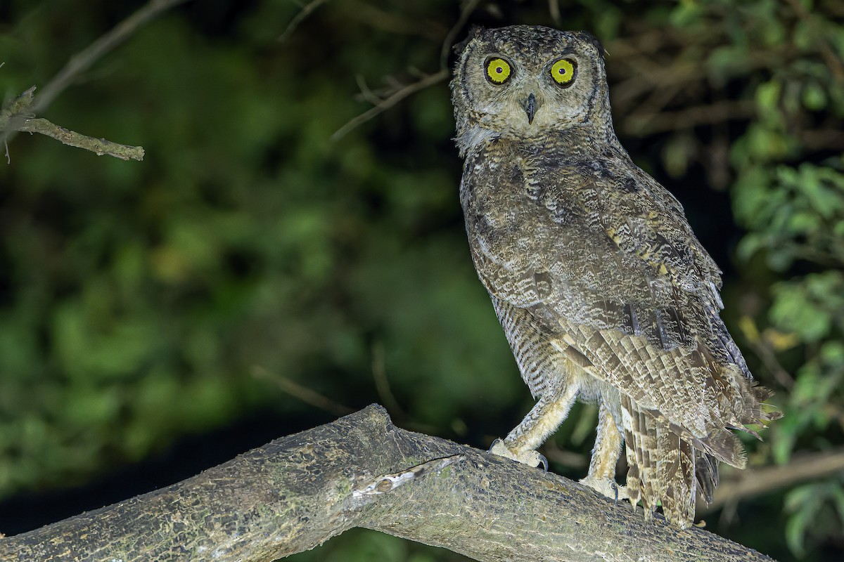 Arabian Eagle-Owl - ML626919327