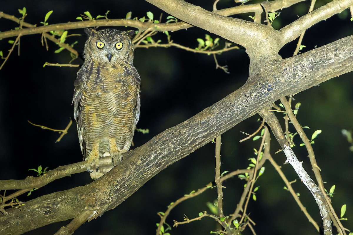 Arabian Eagle-Owl - ML626919328