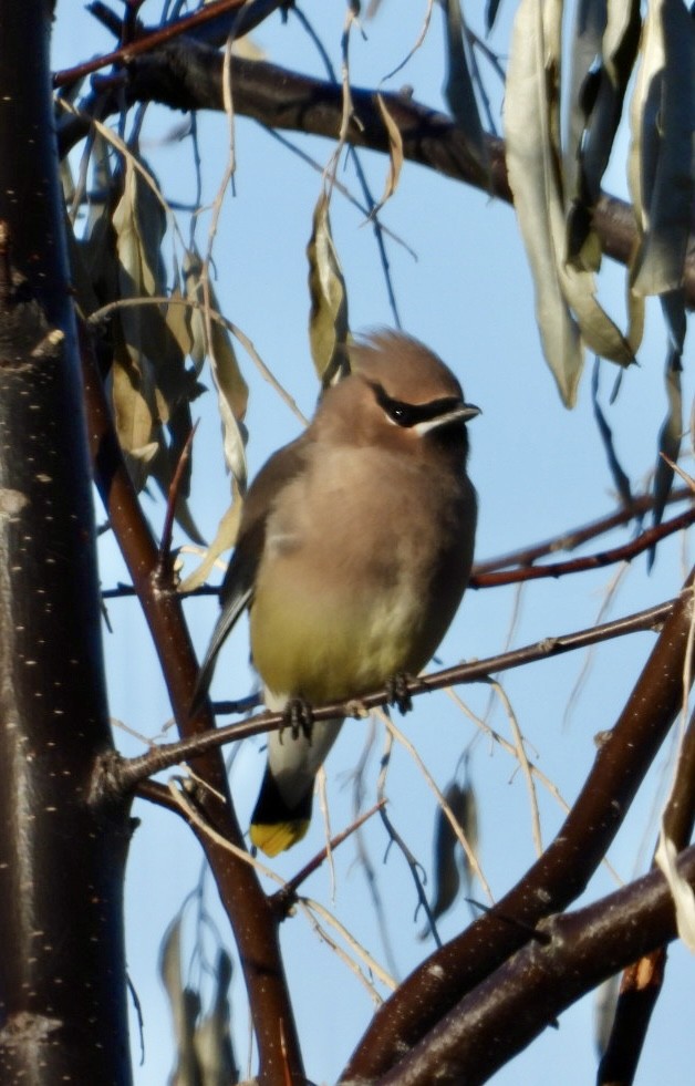 Cedar Waxwing - ML626919353