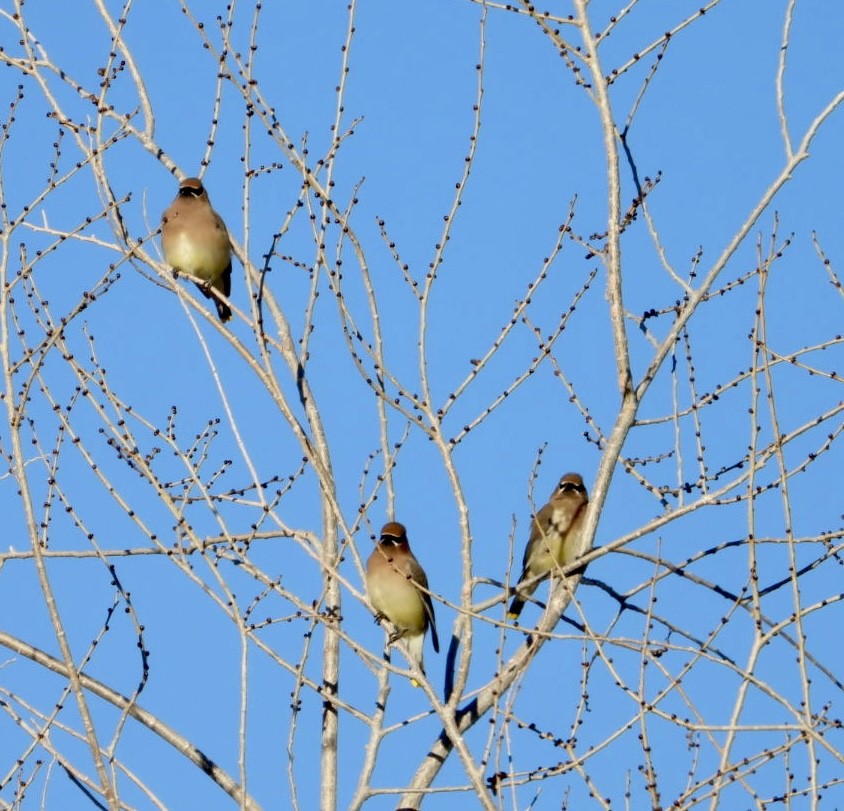 Cedar Waxwing - ML626919354