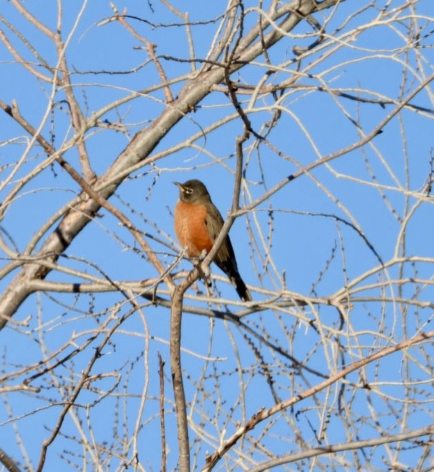 American Robin - ML626919368