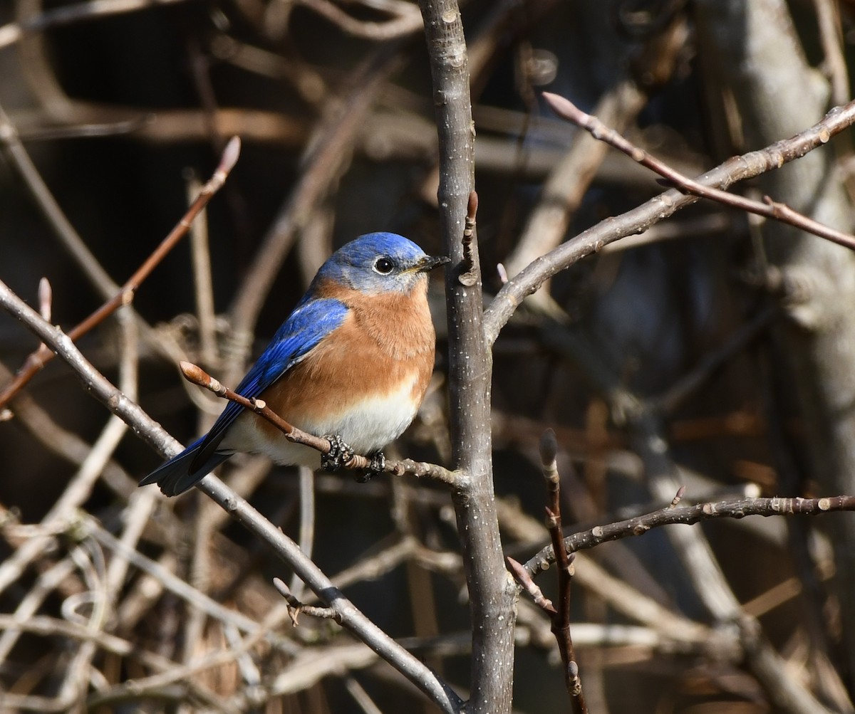Eastern Bluebird (Eastern) - ML626919493