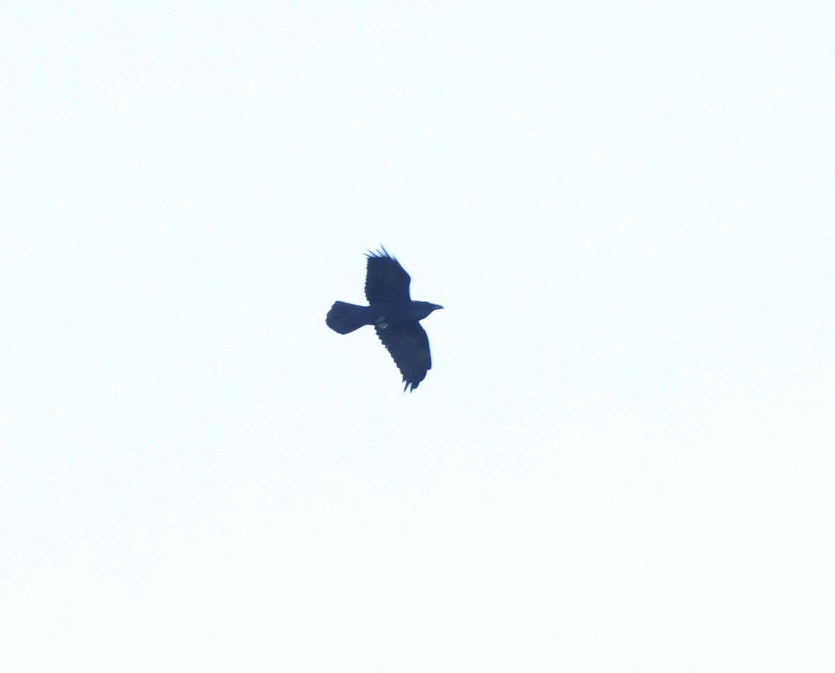 Common Raven - ML626919501