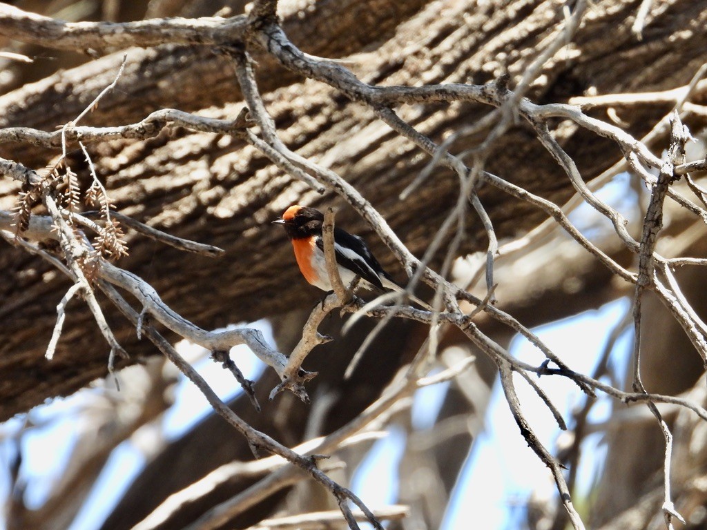 Red-capped Robin - ML626919593