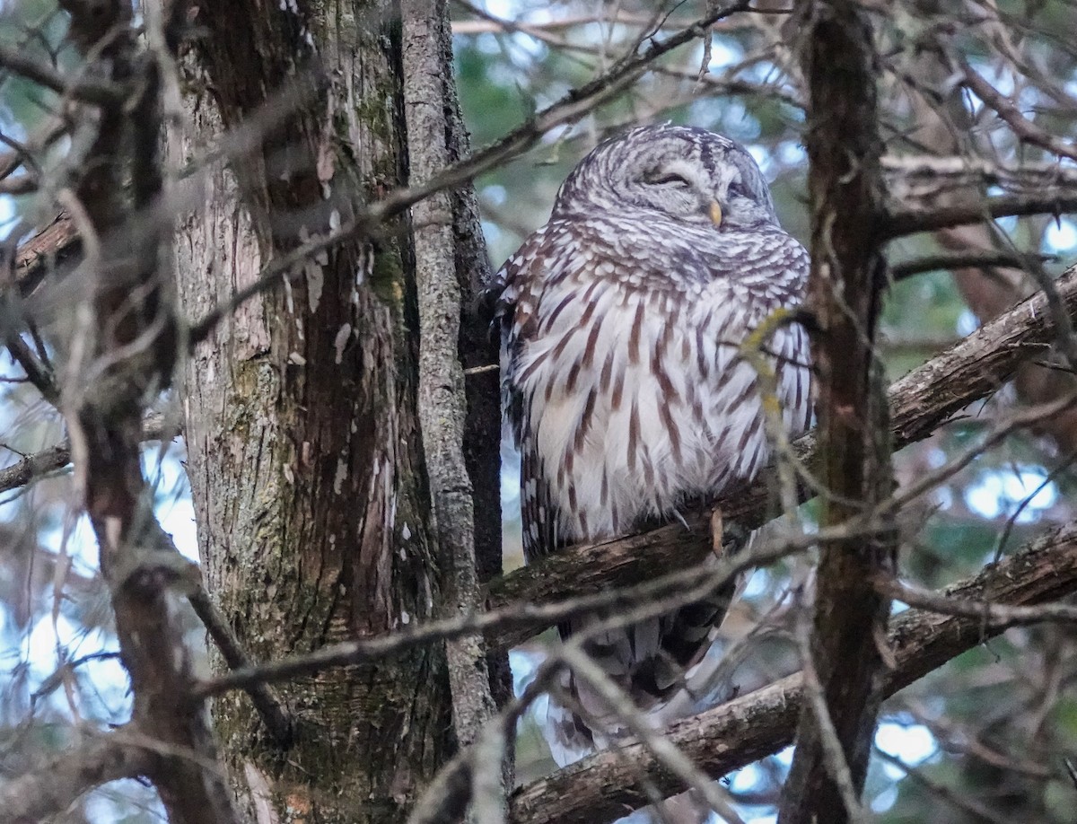 Barred Owl - ML626919678