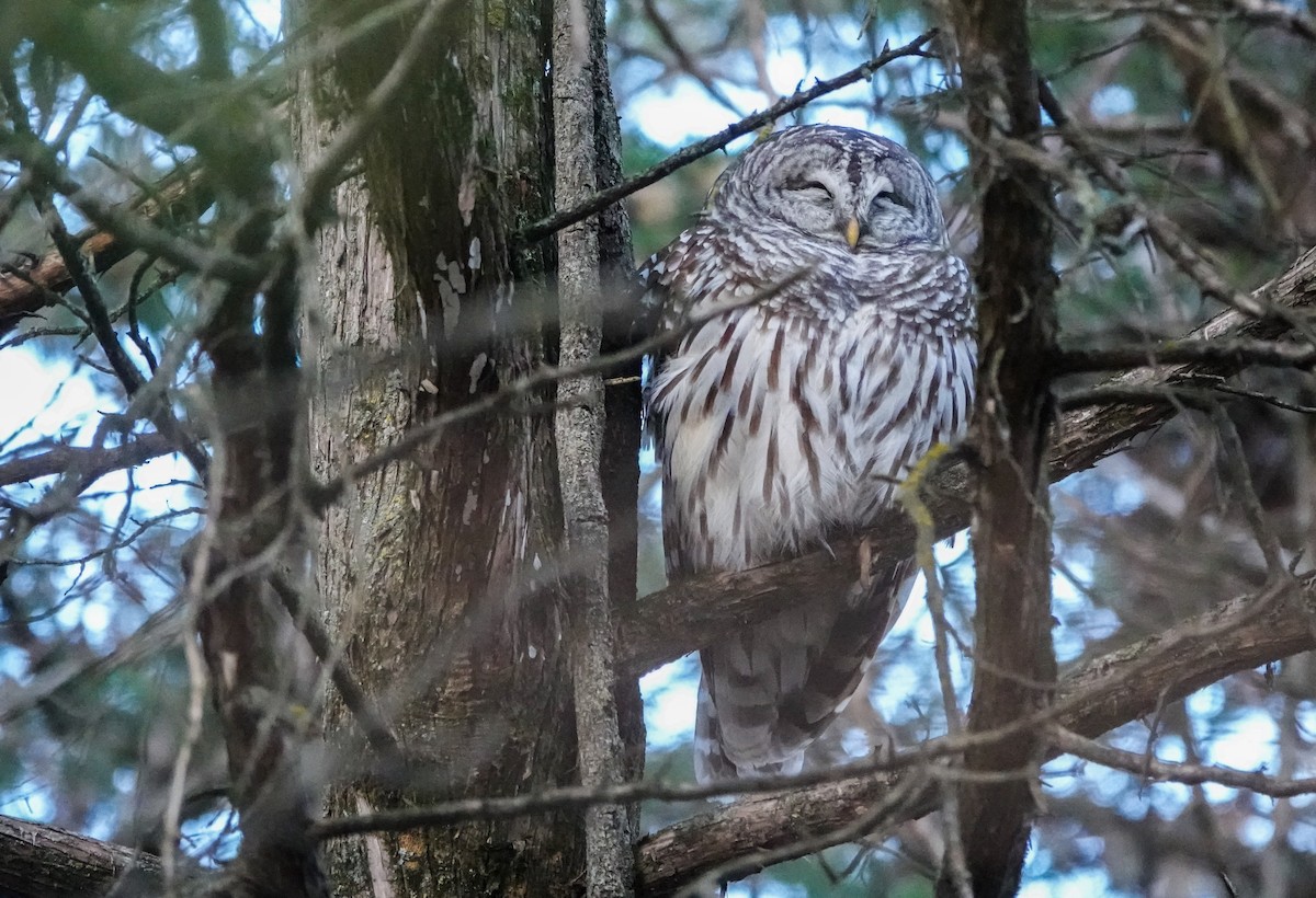 Barred Owl - ML626919679