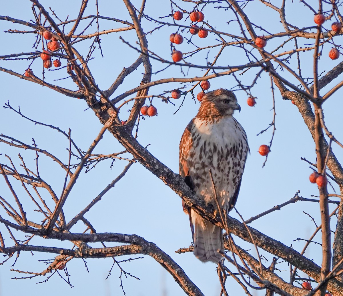 Red-tailed Hawk - ML626919689