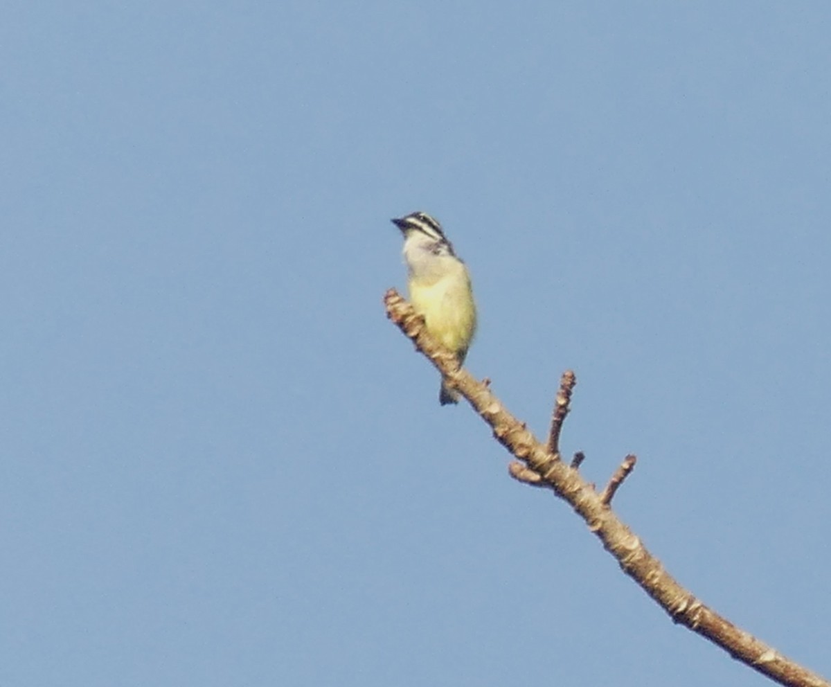 Yellow-rumped Tinkerbird (Yellow-rumped) - ML626919731