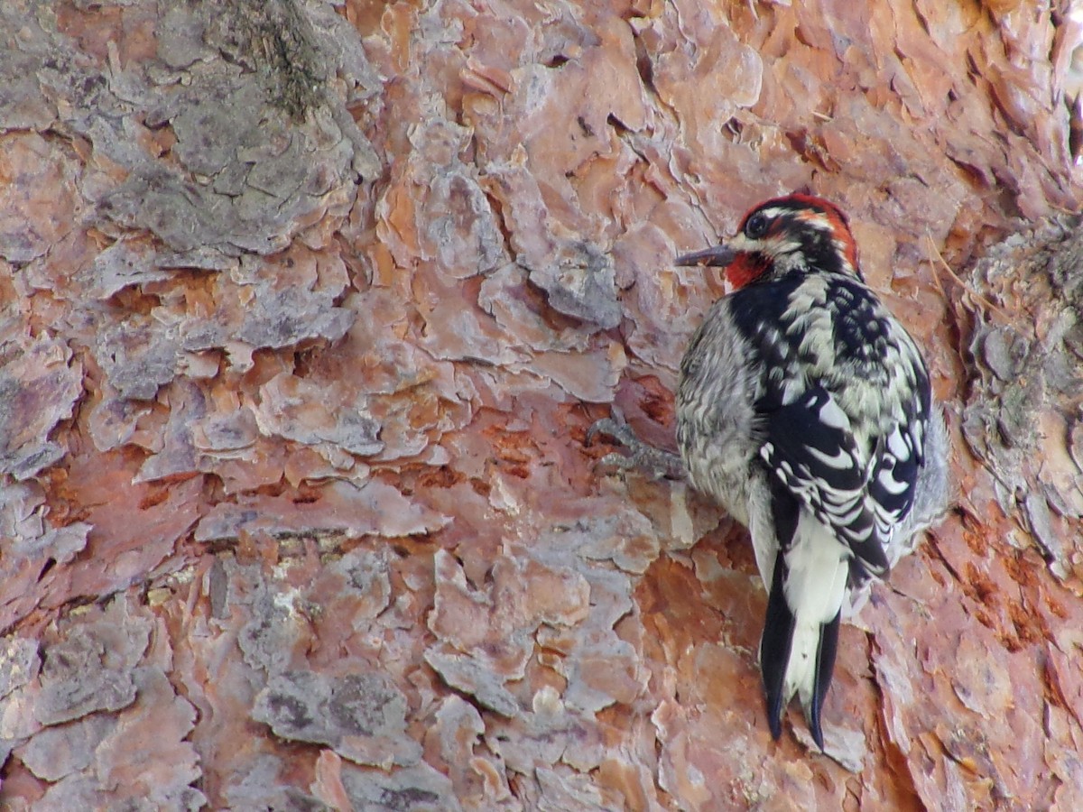 Red-naped x Red-breasted Sapsucker (hybrid) - ML626919878
