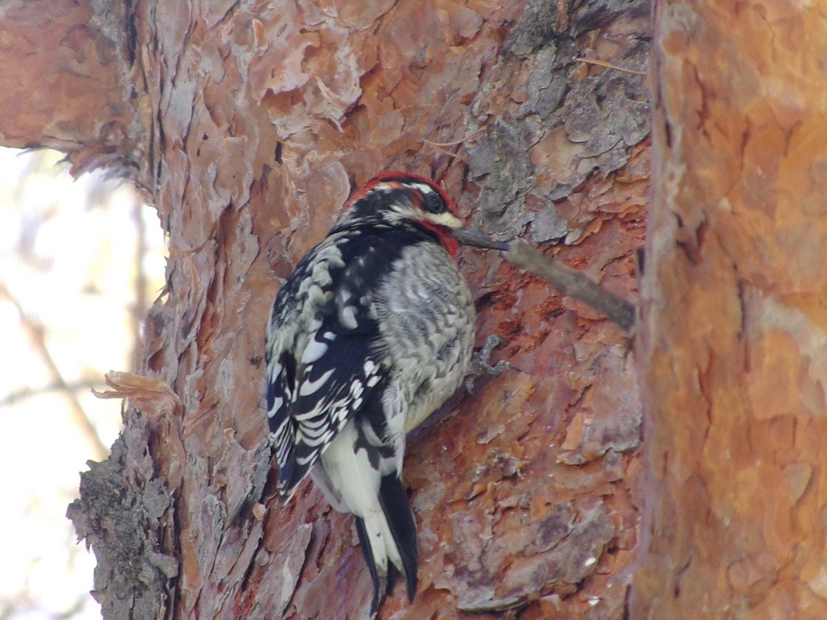 Red-naped x Red-breasted Sapsucker (hybrid) - ML626919881