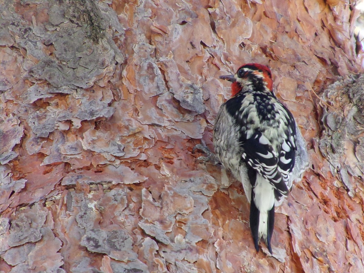 Red-naped x Red-breasted Sapsucker (hybrid) - ML626919883