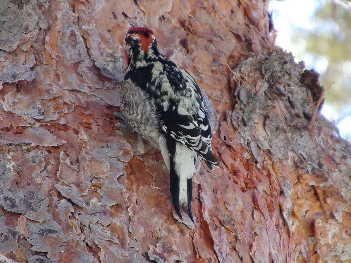 Red-naped x Red-breasted Sapsucker (hybrid) - ML626919885