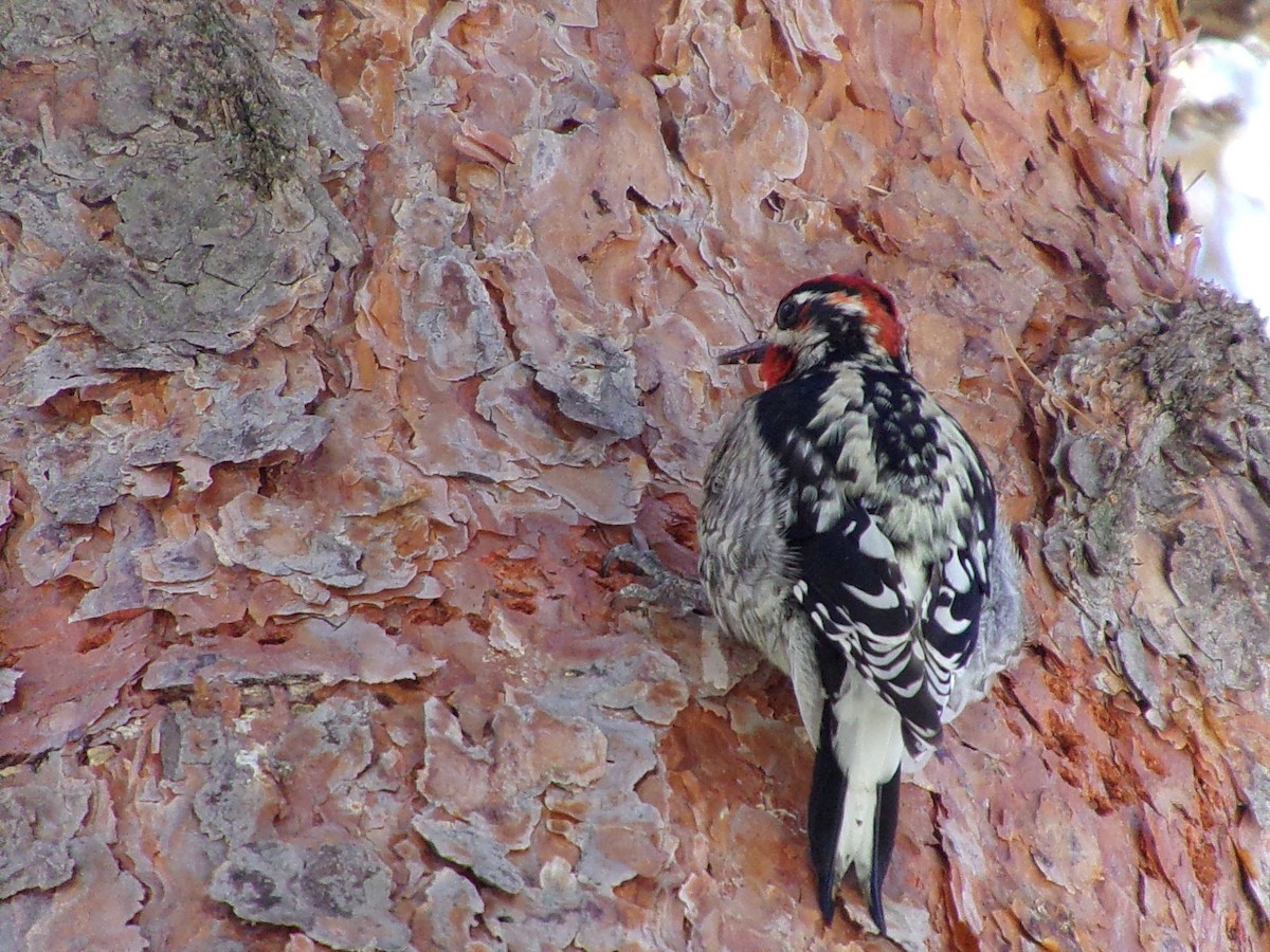 Red-naped x Red-breasted Sapsucker (hybrid) - ML626919886