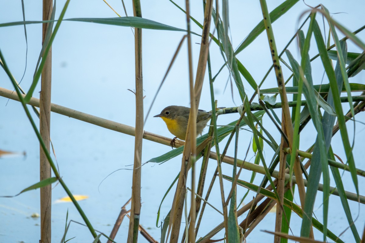 Common Yellowthroat - ML626919975