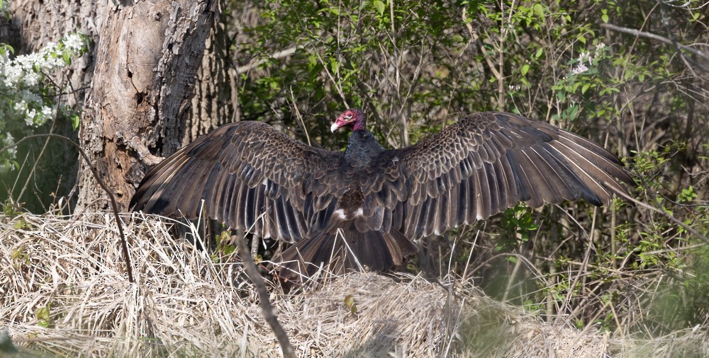 Turkey Vulture - ML626920073