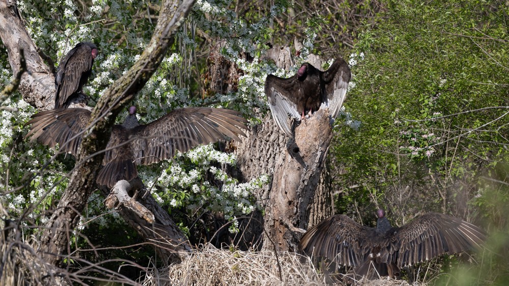 Turkey Vulture - ML626920074