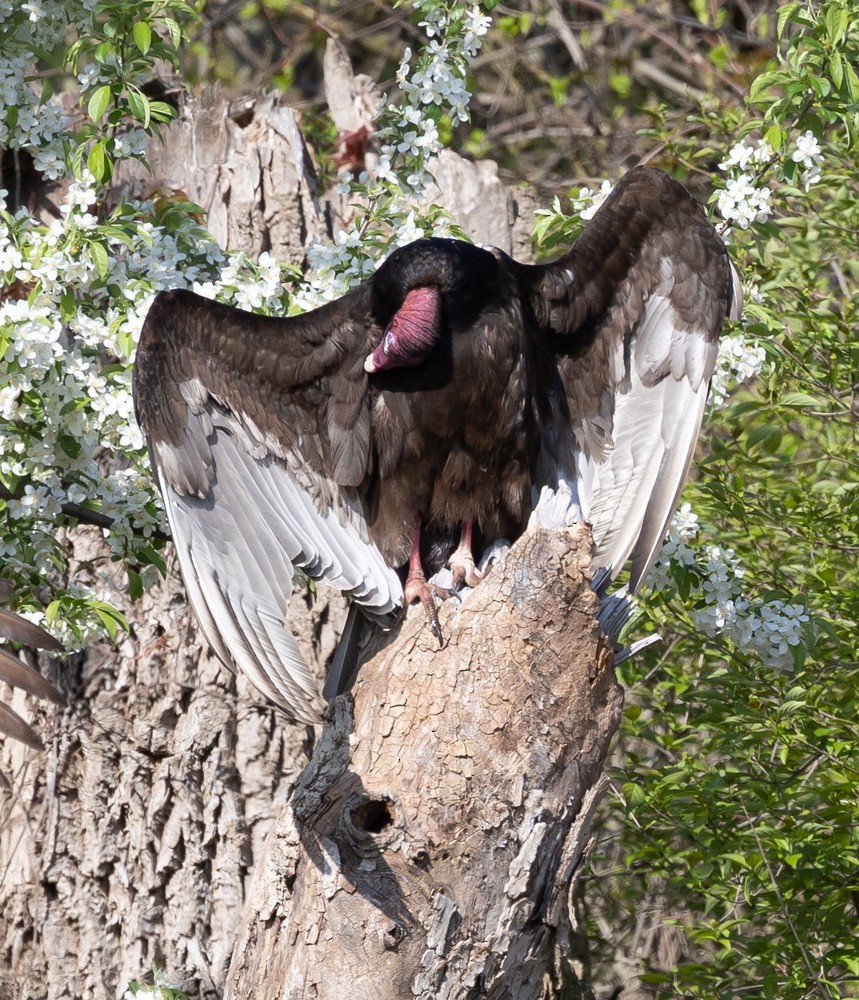 Turkey Vulture - ML626920075