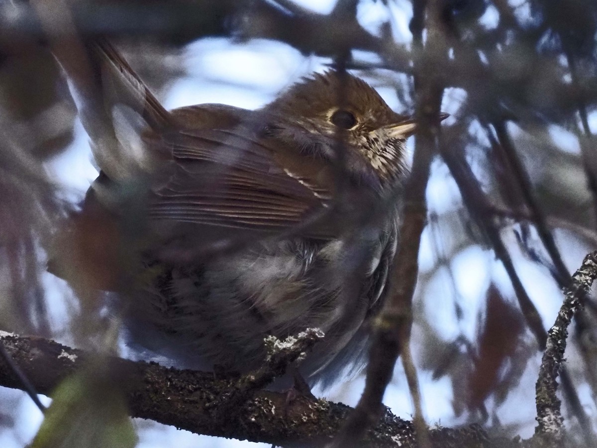 Hermit Thrush - ML626920223