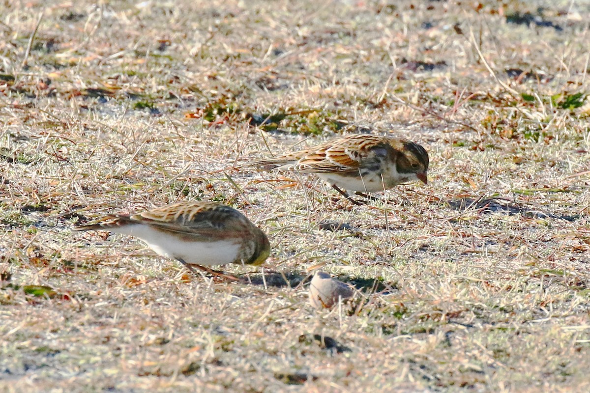 Lapland Longspur - ML626920726