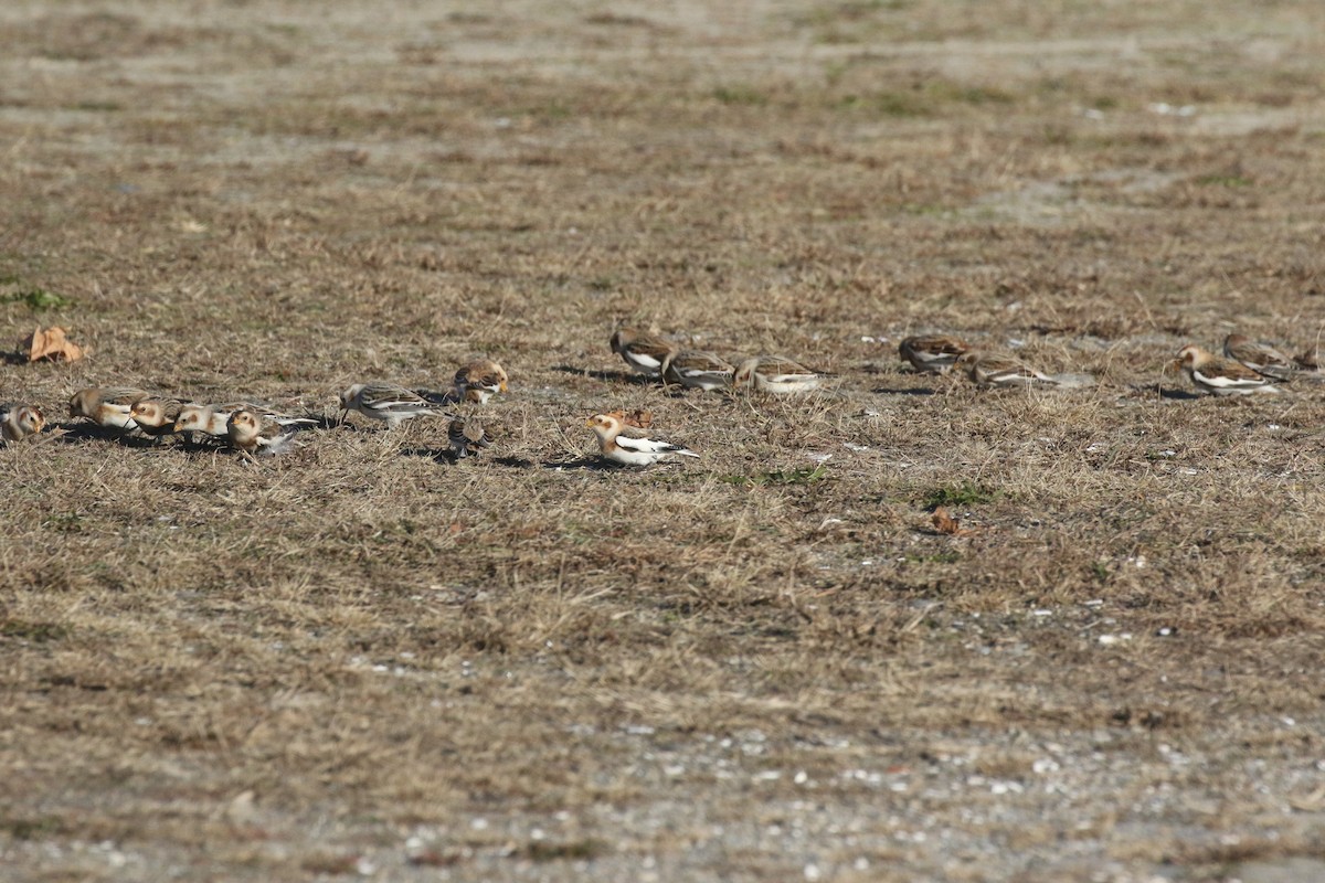 Snow Bunting - ML626920740