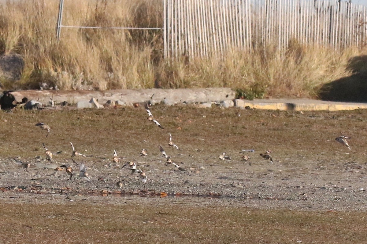 Snow Bunting - ML626920754