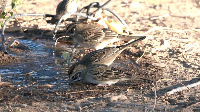 Toygar Serçesi - ML626920829