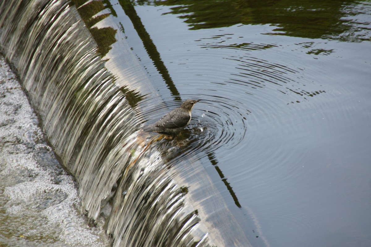White-throated Dipper - ML626920880