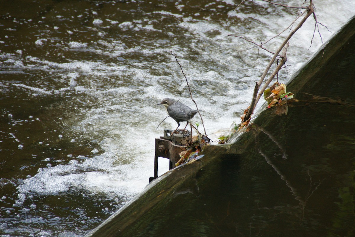 White-throated Dipper - ML626920882