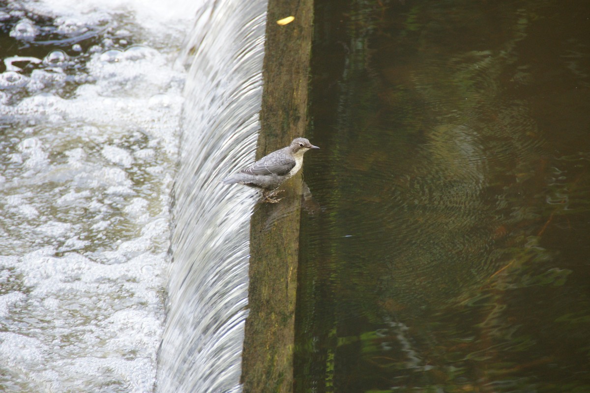 White-throated Dipper - ML626920886