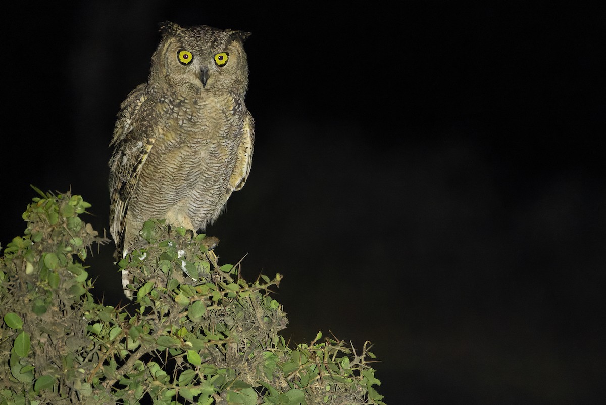 Arabian Eagle-Owl - ML626920928