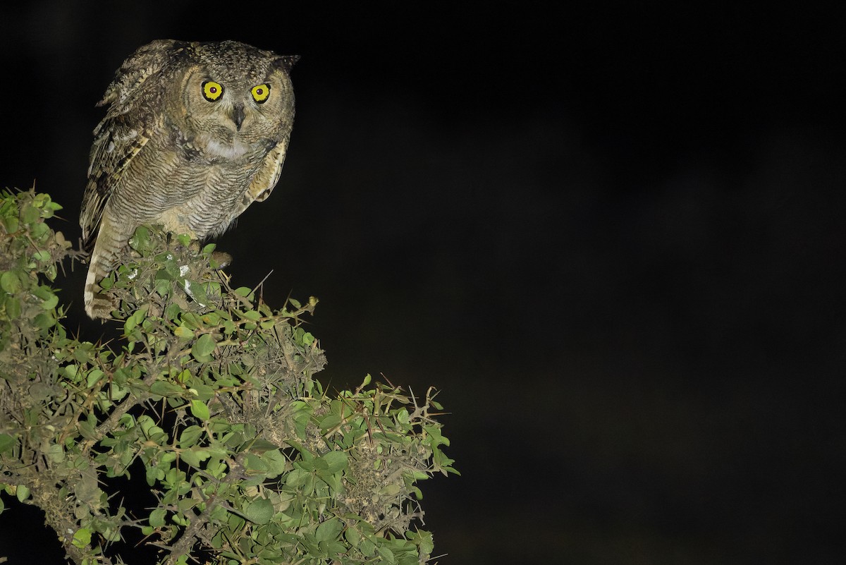 Arabian Eagle-Owl - ML626920929