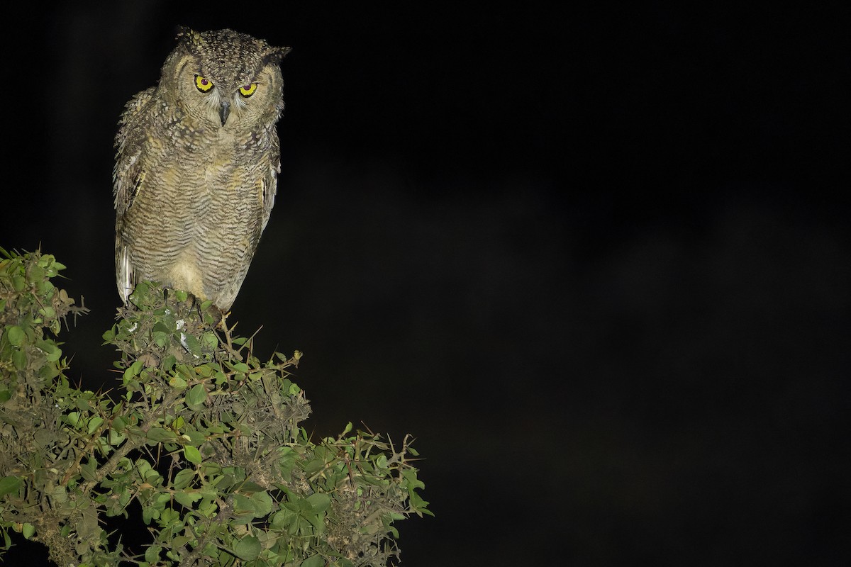 Arabian Eagle-Owl - ML626920930