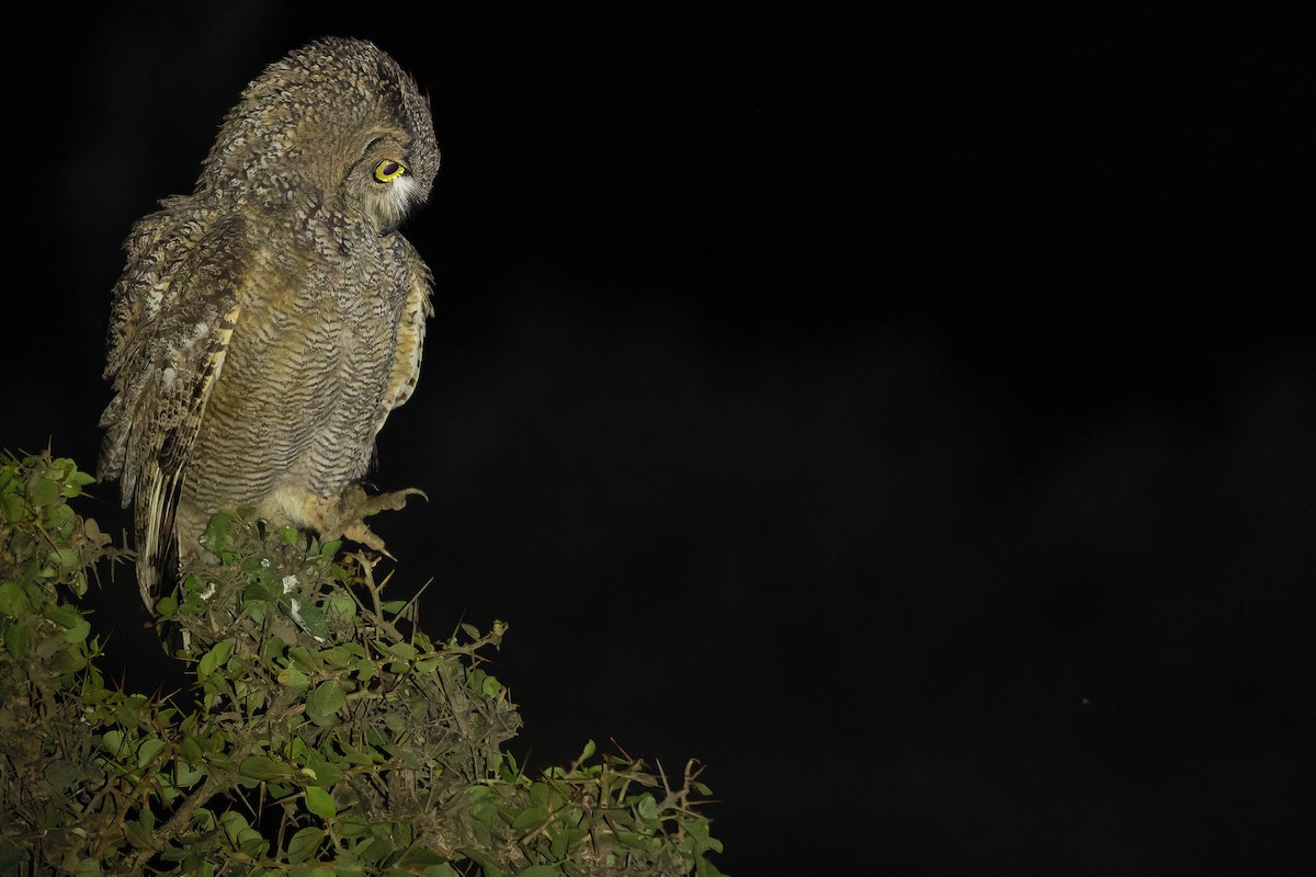 Arabian Eagle-Owl - ML626920931