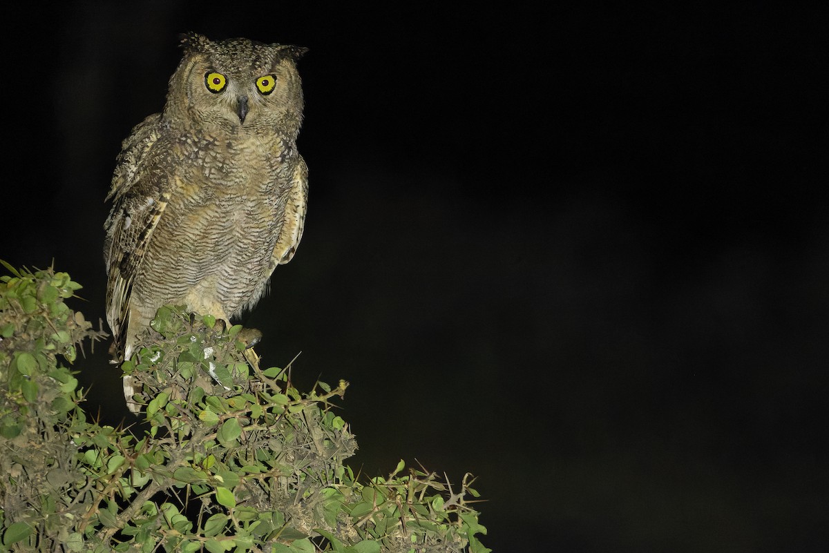 Arabian Eagle-Owl - ML626920932