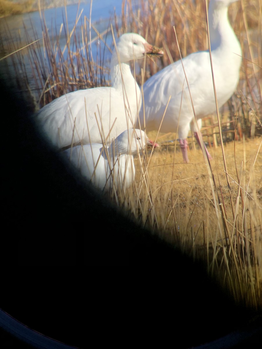 Ross's Goose - ML626920971