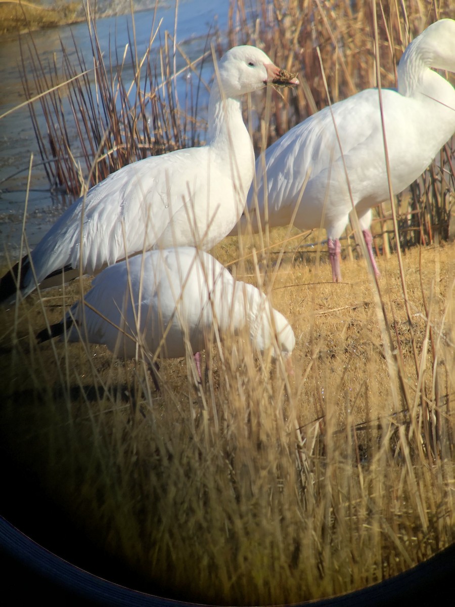 Ross's Goose - ML626920972